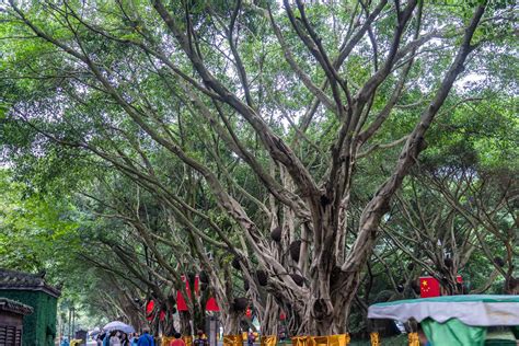 榕樹風水禁忌|榕树盆景风水详解（摆放位置、作用、风水禁忌）